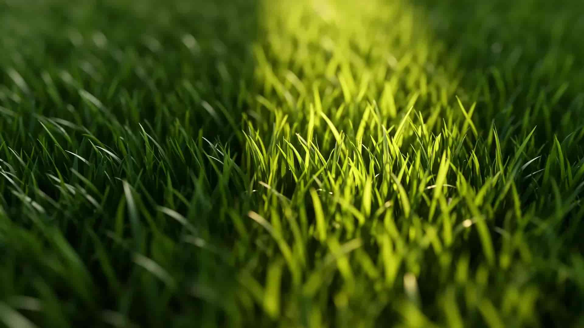 Altın ışık süpürmesi altında yapay çim elyafının makro görünümü.